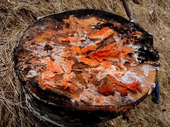 Su ceppo do Frassino da det.